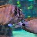 Tropical fish 110409